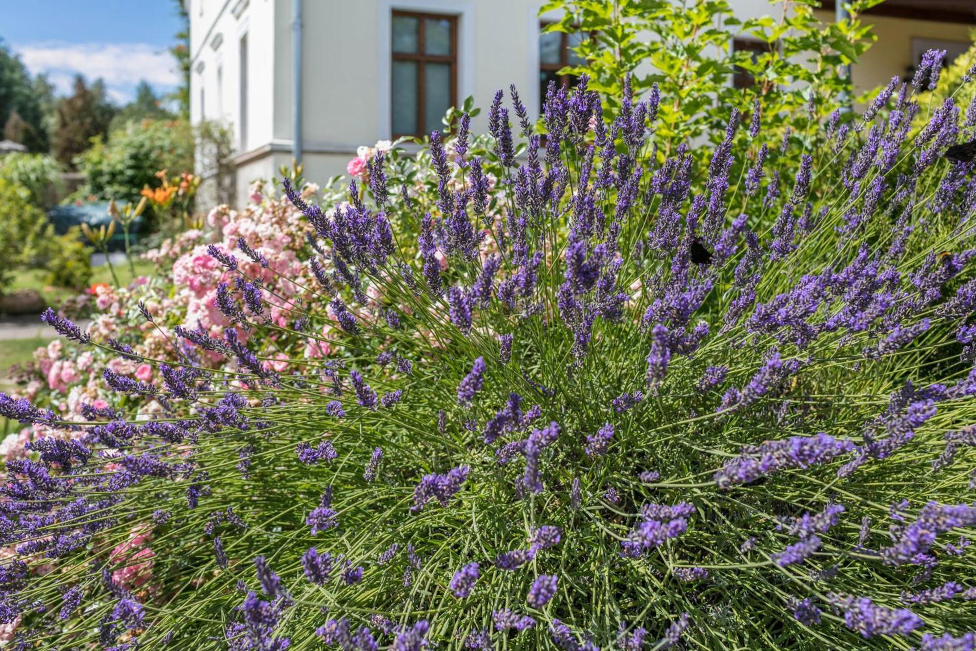 Ferienwohnung Mit Grossem Garten Klosterheide Kültér fotó
